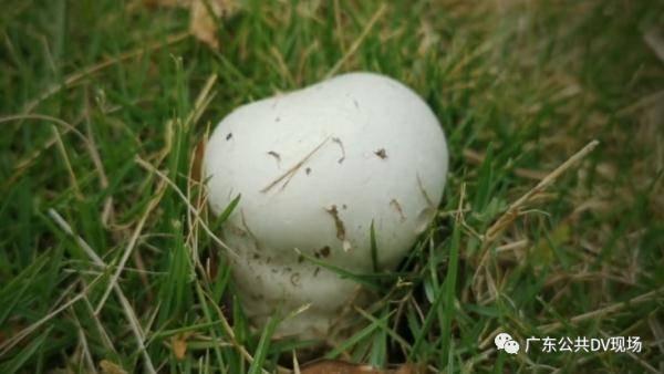 娱乐吃瓜蜀黍医生小说免费阅读,医术高超，瓜田笑谈  第3张